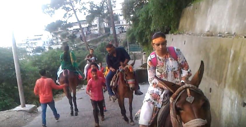 A file image of a horse hired for commuting at Vaishno Devi Shrine|Vaishno Devi Shrine Board website