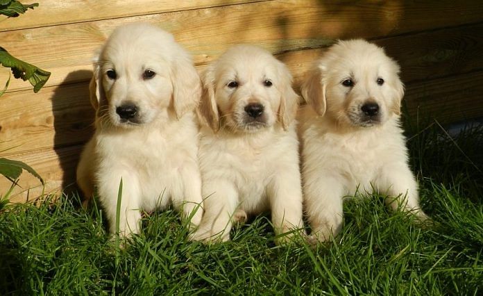 approved list’ for pets