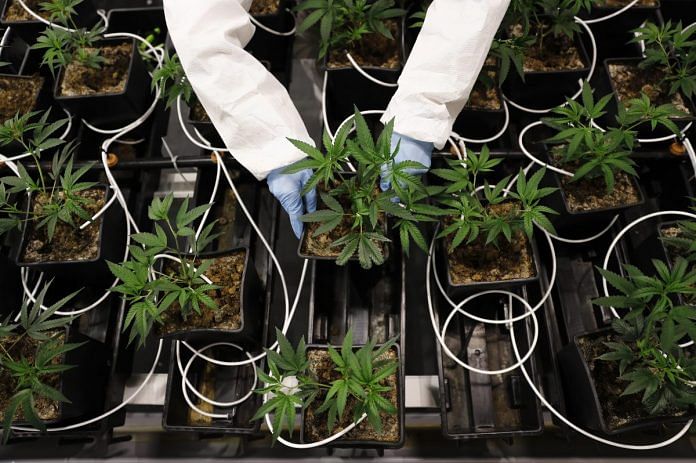 marijuana news