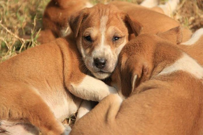 news on puppies
