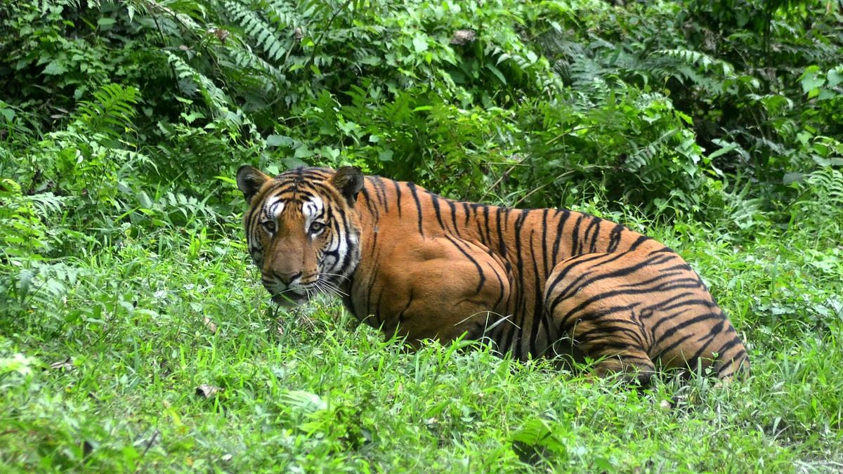 INDIA-ENVIRONMENT-ANIMAL-TIGER-FILES