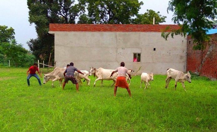 news on cows