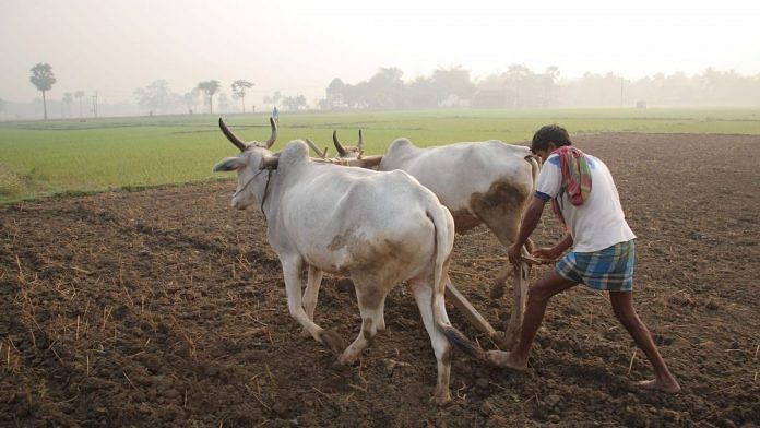 farmer