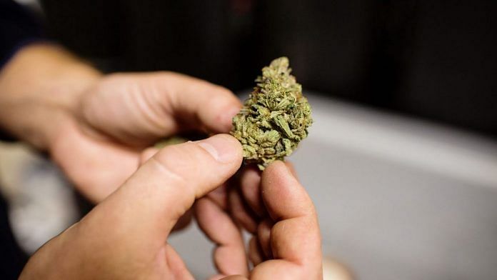 Cannabis-696x392