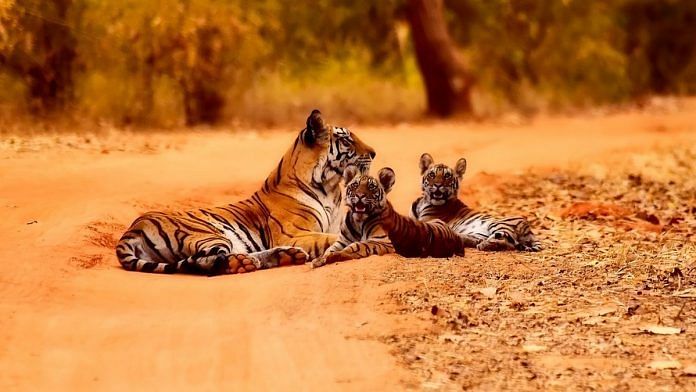 news on tigers