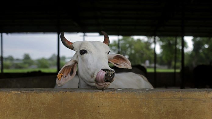 latest news on animal animal husbandry