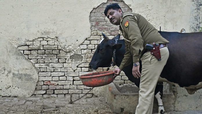 news on cow