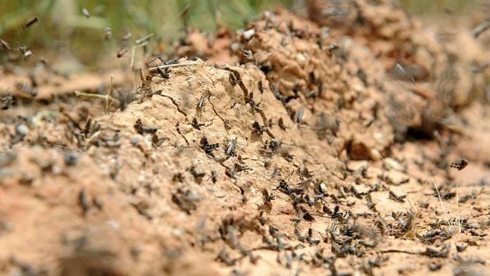 news on locusts