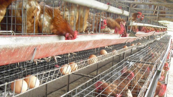 news on bird flu