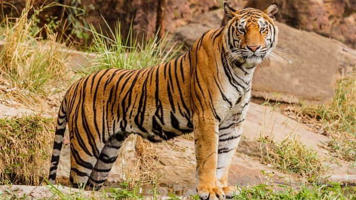 news on tiger