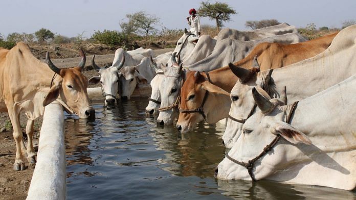 atest news on cows 1-696x392