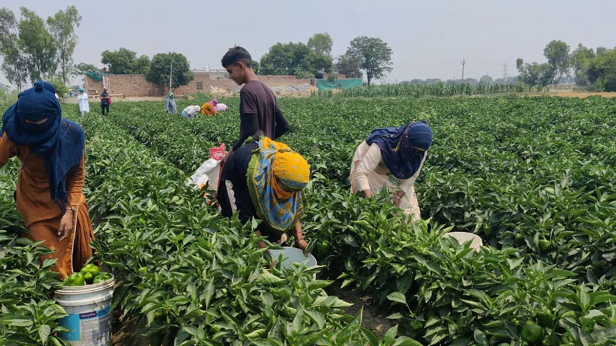kisan farmer