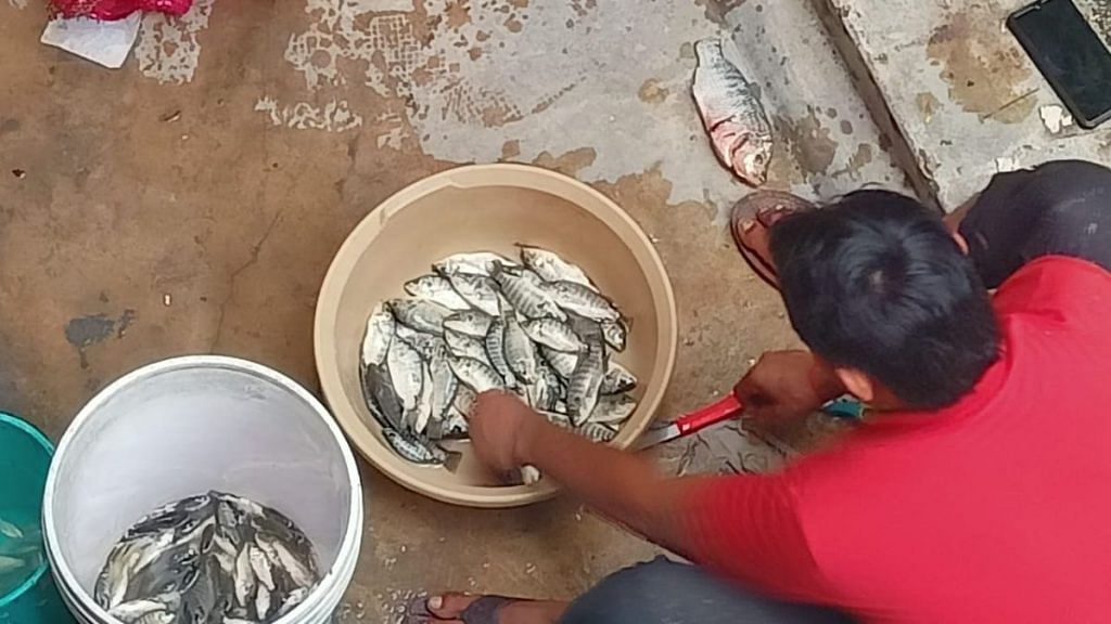 सिविल लाइन्स इलाके में बाढ़ के पानी के बाद पकड़ी गई मछलियां | फोटो: स्पेशल अरेंजमेंट