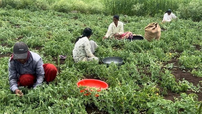 सरकार ने पुरंदर हवाईअड्डे के लिए जिस ज़मीन की पहचान की है, उसके एक हिस्से पर किसान मटर की कटाई कर रहे हैं | मानसी फडके/दिप्रिंट