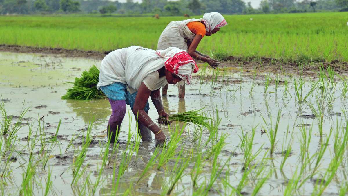 भारतीय कृषि क्षेत्र की एक समस्या है, हम बहुत कम खर्च में बहुत अधिक खेती करते हैं