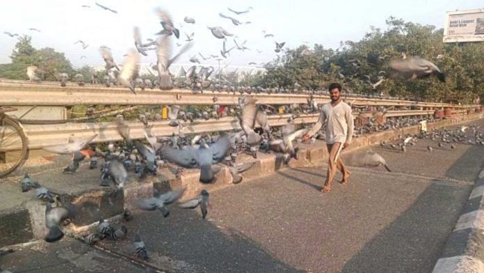 जवाहरलाल नेहरू फ्लाईओवर के नीचे कबूतरों को दाना डालने वाली जगह से गुजरता एक व्यक्ति | फोटो: आशा शाह/दिप्रिंट