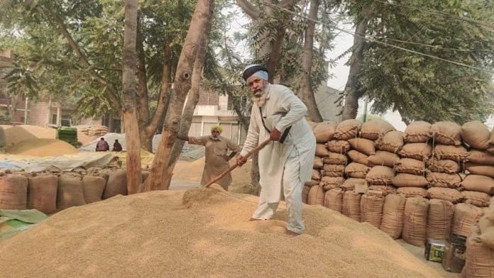 पंजाब के जिले मानसा की एक मंडी में धान के ढेर को संभालता एक किसान | फोटो: शुभांगी मिश्रा/दिप्रिंट