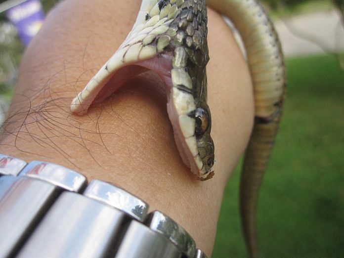 Snake Bite